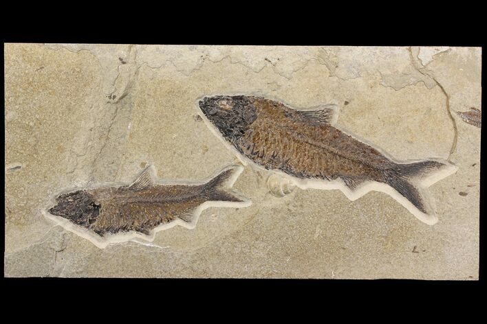 Plate With Two Huge Knightia Fossil Fish - Wyoming #158599